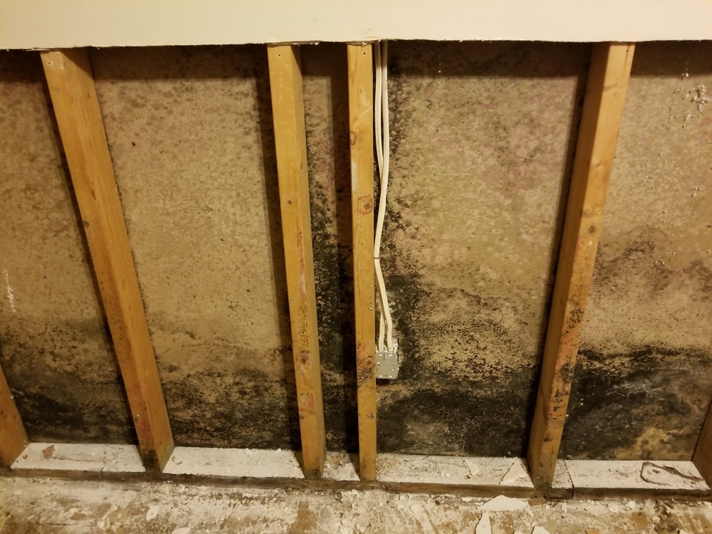 Visible mold growth on interior wall surface