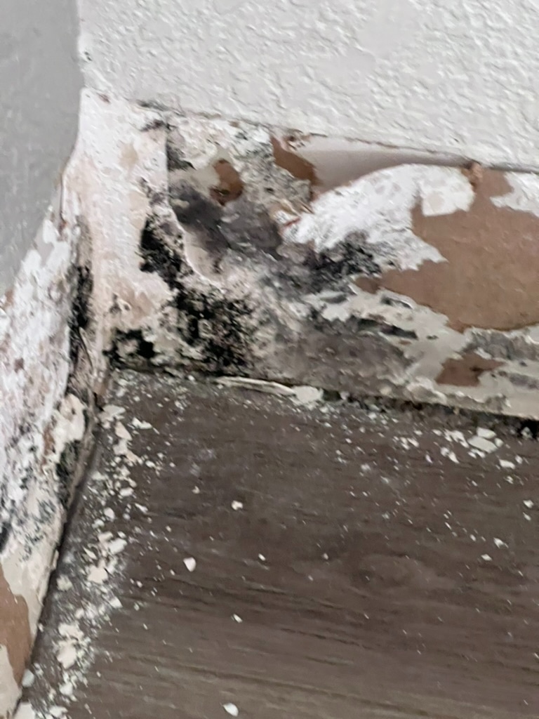 Mold growth along baseboard confirmed during Hialeah mold inspection