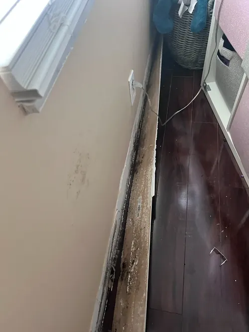 Visible mold growth along a baseboard from a hidden plumbing leak in Coconut Creek, FL