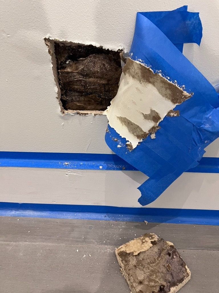 Wall section opened during Hialeah mold investigation showing active mold growth