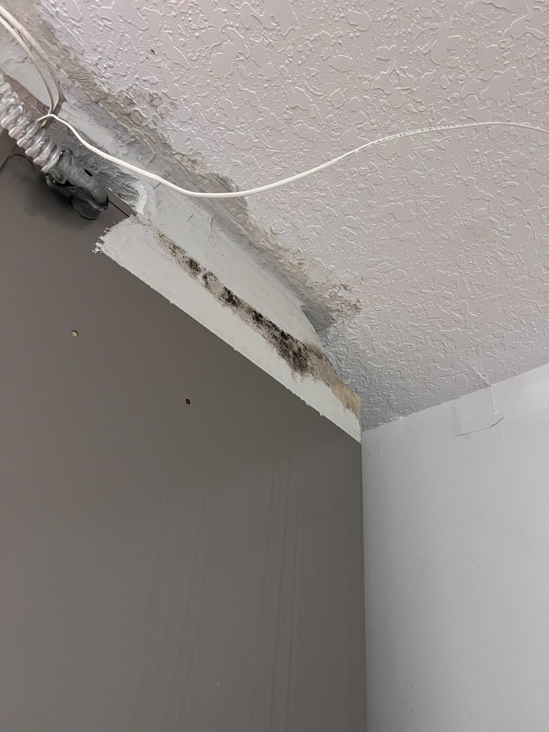 Mold spreading along a ceiling bulkhead at an HVAC flex-duct connection