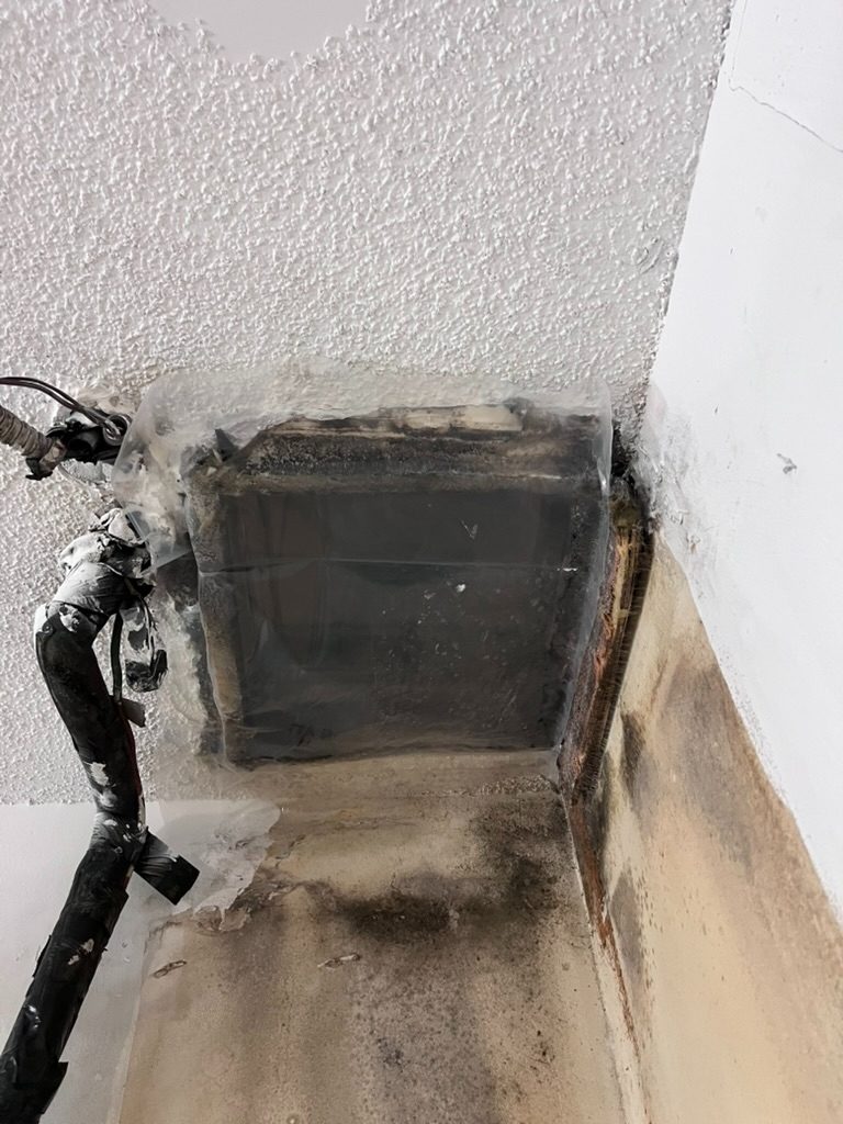 Extensive mold contamination around an HVAC duct boot and wall corner