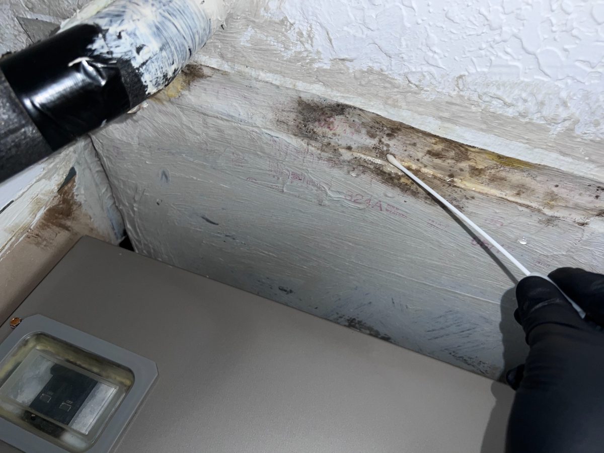 Mold testing surface swab on contaminated HVAC ductwork at the air handler