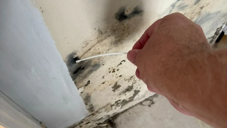 Inspector collecting a surface swab sample from suspected mold growth