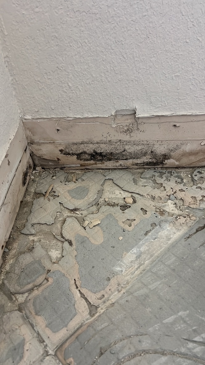 Dark mold growth along a baseboard and floor corner in a utility area, discovered during an inspection