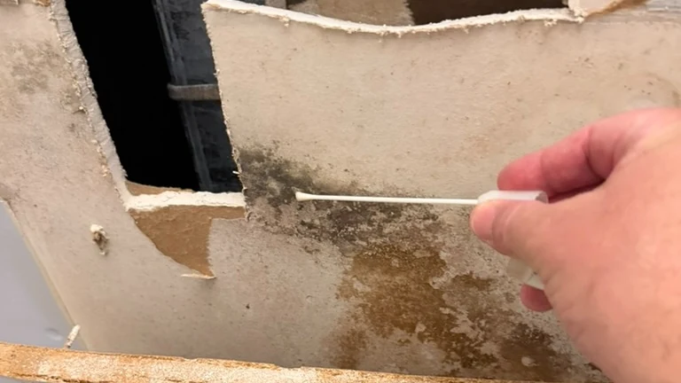 Inspector collecting a surface swab sample from suspected mold growth